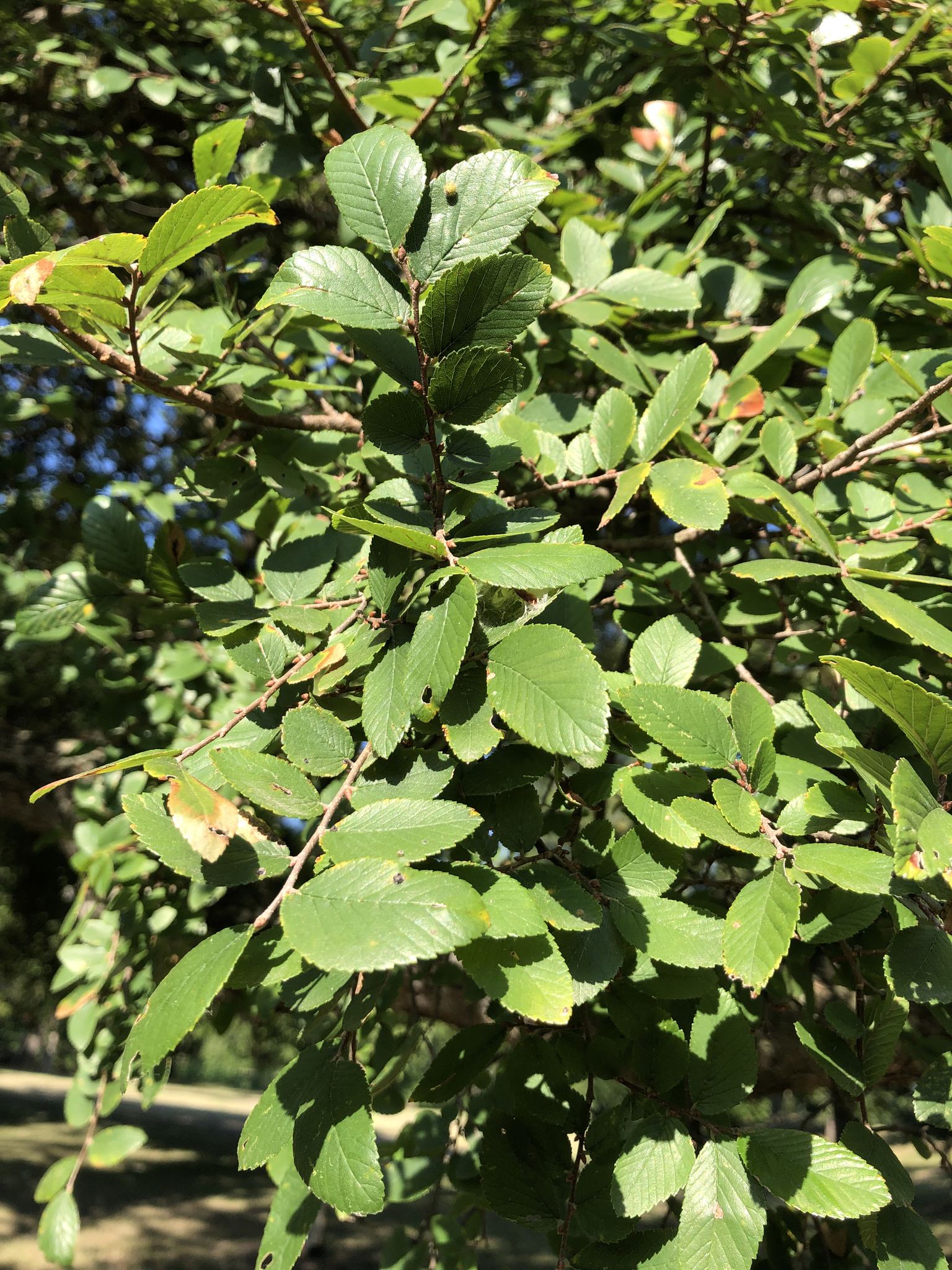 Ulmus crassifolia